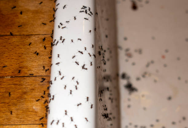 Best Exterminator Services  in Brookneal, VA