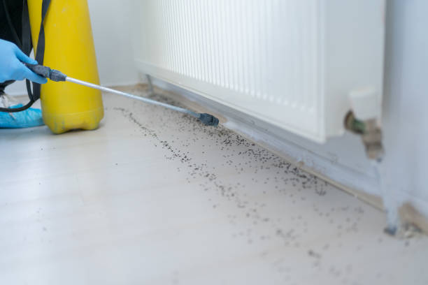 Best Termite Control Services  in Brookneal, VA