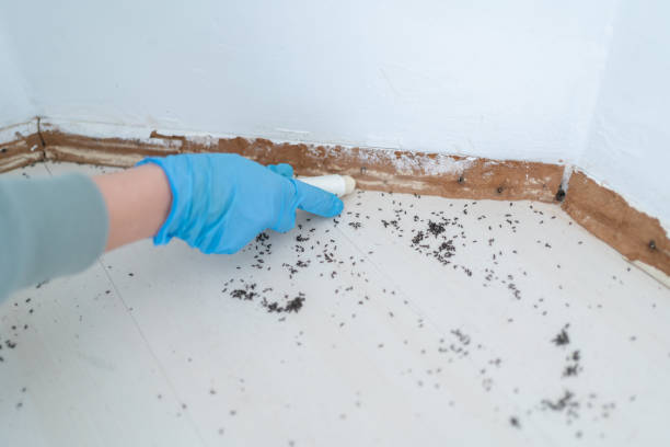 Best Spider Control Near Me  in Brookneal, VA